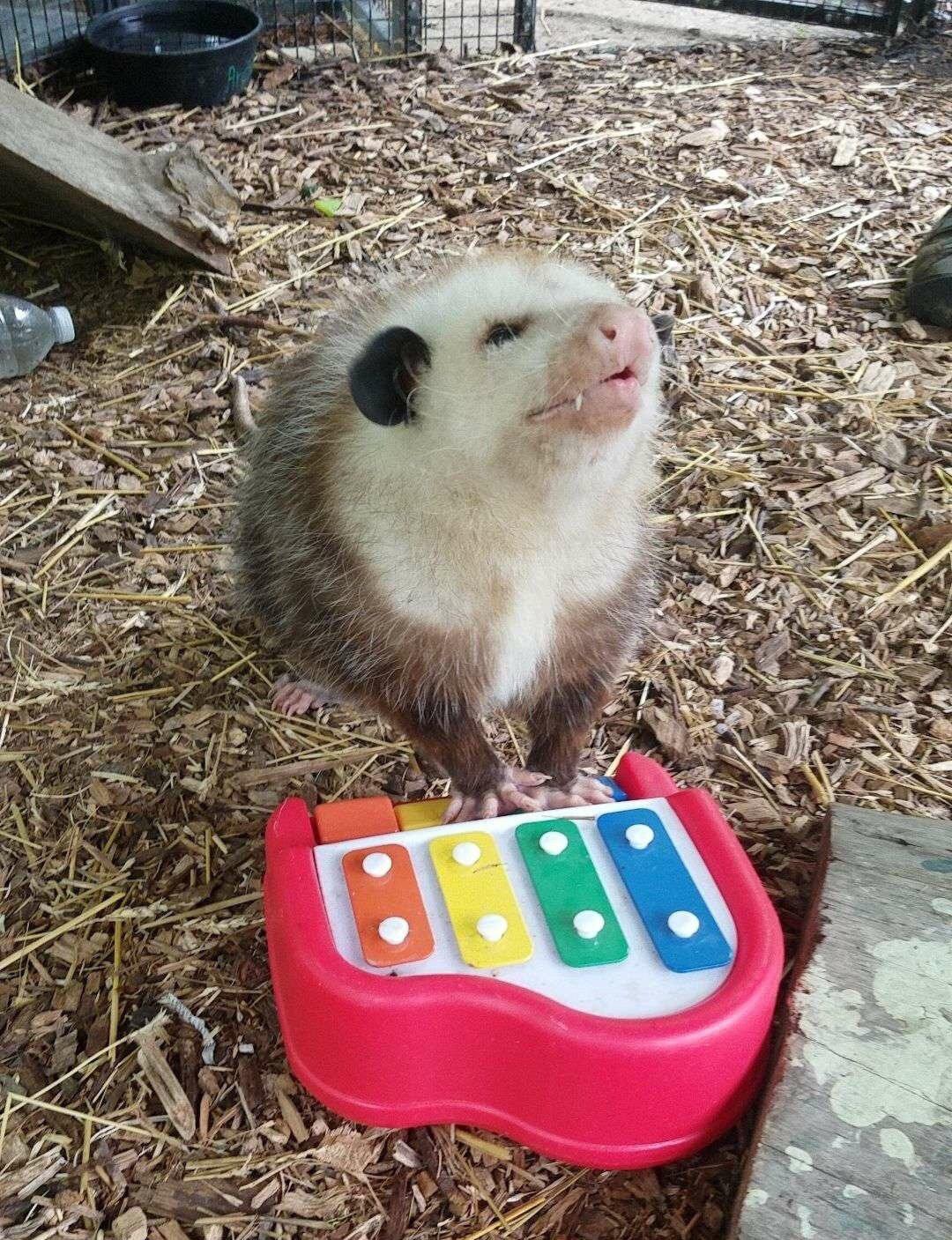 an opossum passionately playing on a small keyboard for children 