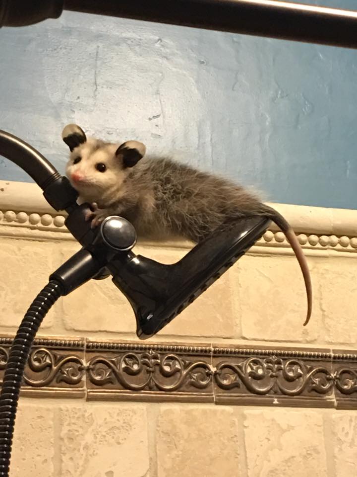 a small possum stretched out on top of shower head  