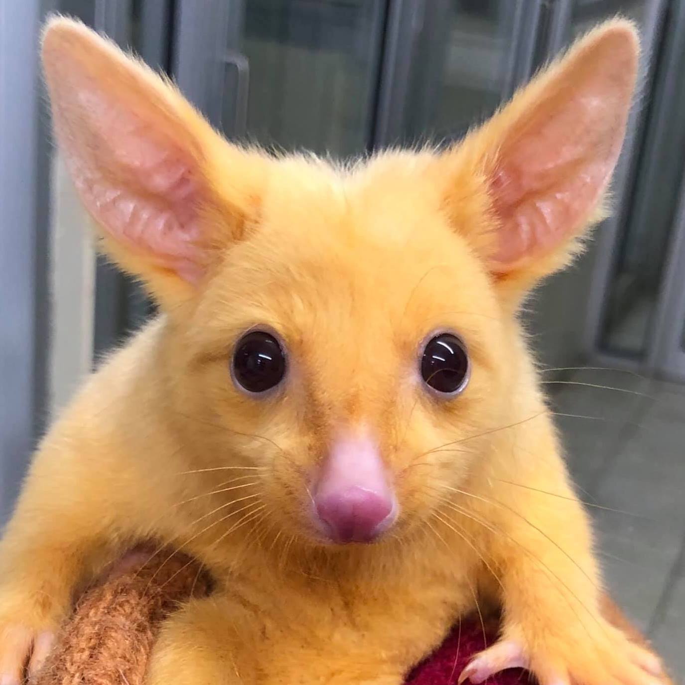 closeup of a rare golden possum  