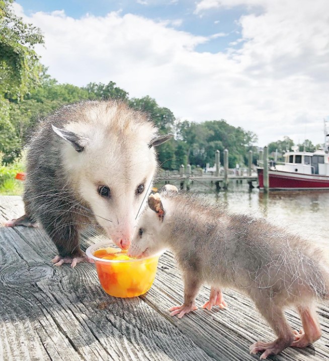 an adult oppossum named starry and a baby oppossum named daff eating from a fruit cup on an outdoor wooden table by the water