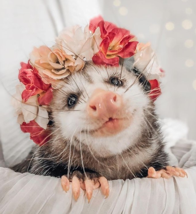 closeup of an opossum named mushroom wearing a floral crown 