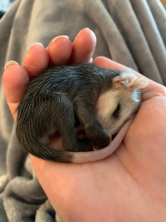 closeup of a small opossum curled up sleeping in someone's hand