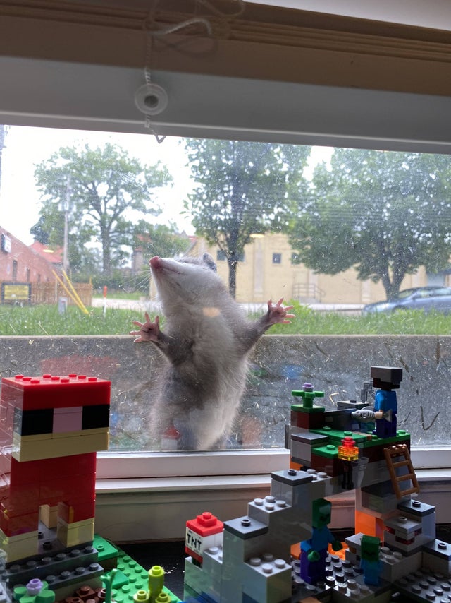 two lego sets placed in front of a window where an opossum is pressing itself against the glass with its head facing up