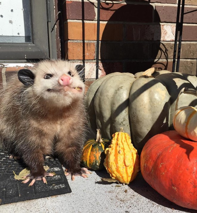 an opossum named lola sitting next to various pumpkins outside as chews the pumpkin in her mouth