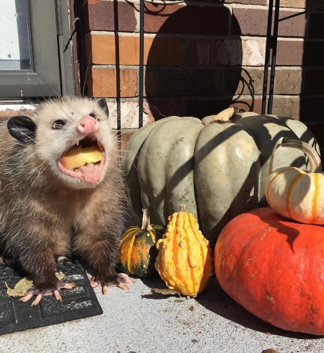 an opossum named lola sitting next to various pumpkins outside as she has her mouth wide open to where a slice of pumpkin is visible