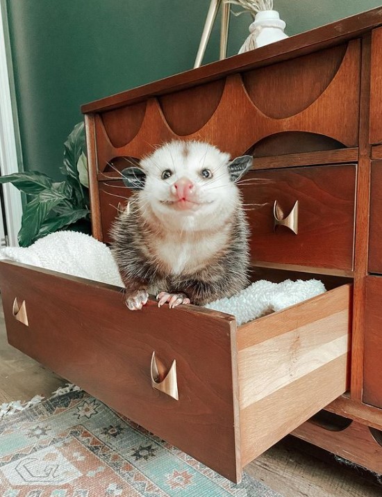 a large opossum smiling as it sits in its makeshift bed in a dresser
