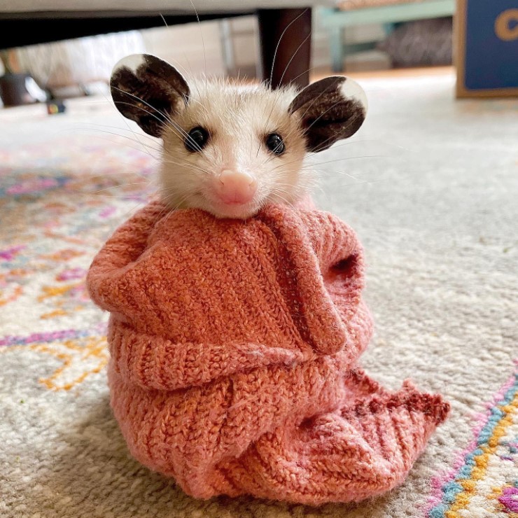 a small opossum wrapped in a small cloth