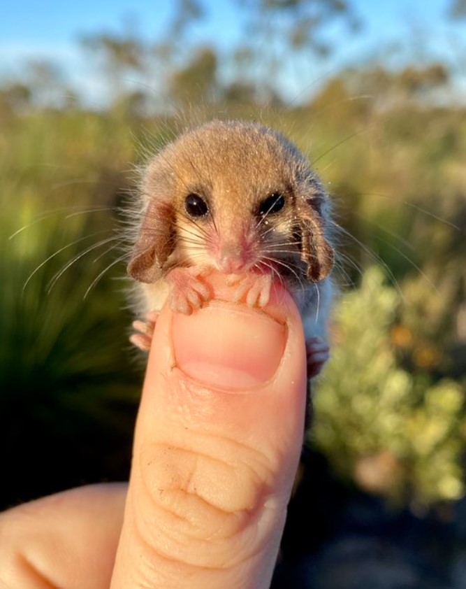 closeup of a western pygmy possum resting on someone's thumb