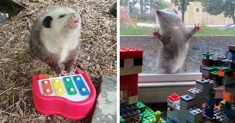 an opossum passionately playing on a small keyboard for children and two leggos sets placed in front of a window where an opossum is pressing itself against the glass with its head facing up