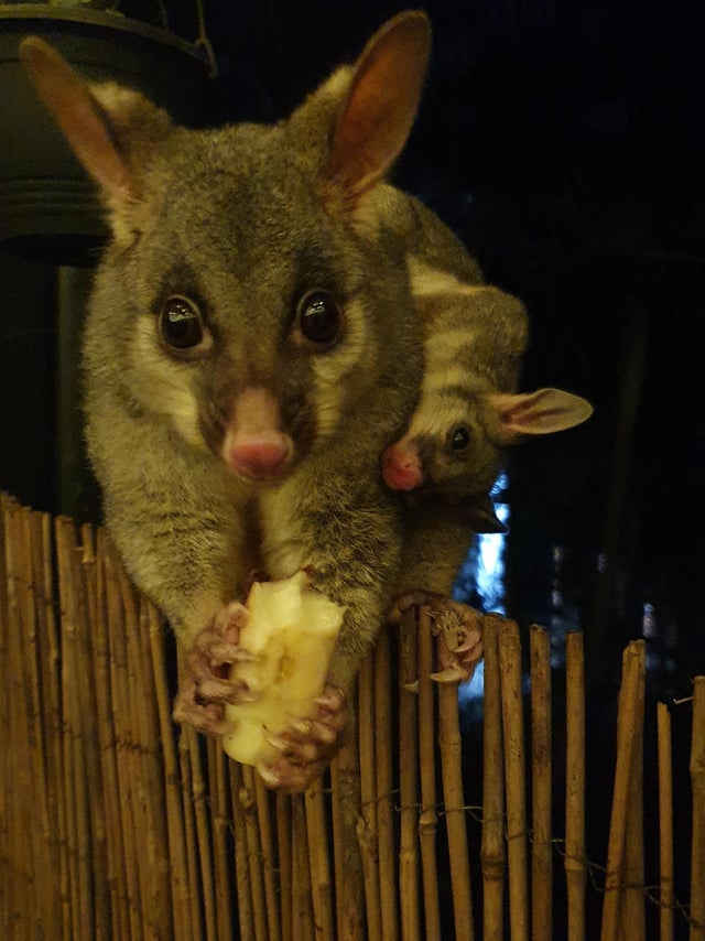 a large possum named deckster balancing on a fence while holding a half eaten apple in its hands as a baby possum named backster sits on its back