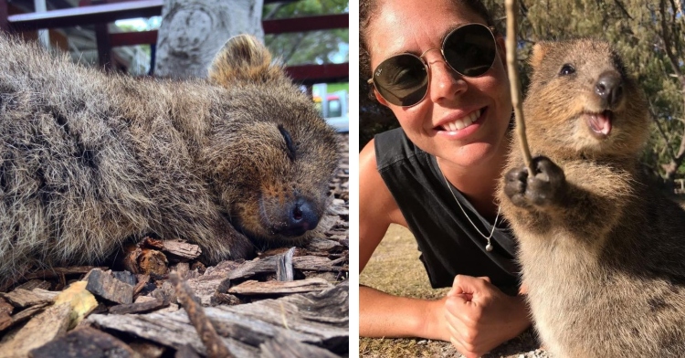 a quokka laying on the ground smiling as it sleeps and a woman wearing sunglasses smiling as she lays on the ground and poses for a selfie with a smiling quokka holding a stick