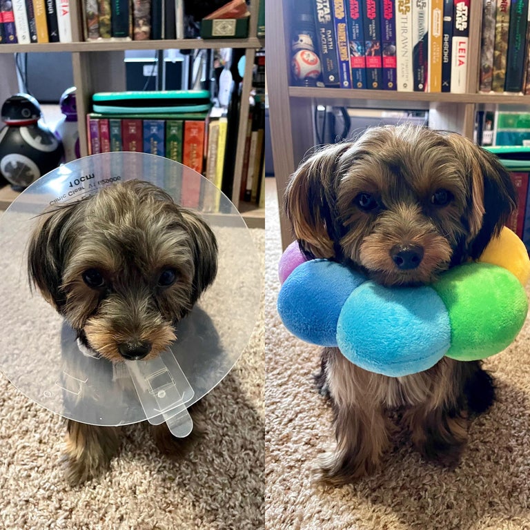dog with cone around neck then the same dog with a stuffed ring around his neck