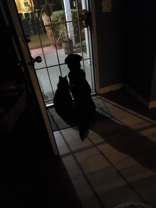 dog and cat waiting for school bus