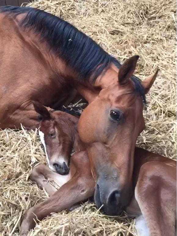 horse cuddling with foal