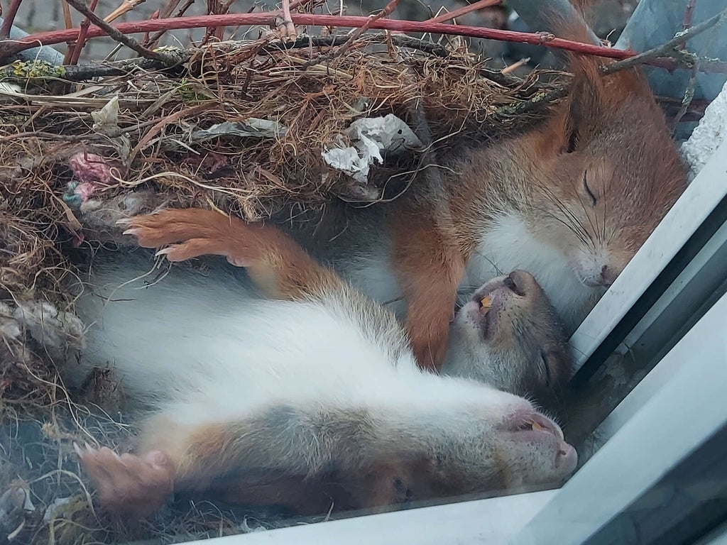nest of sleeping squirrels