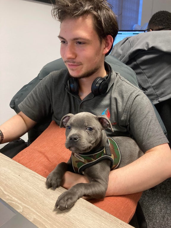 cute dog at work