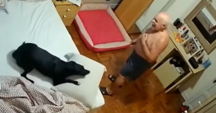 a large black dog getting ready to jump off of a bed as an elderly man stands nearby and watches