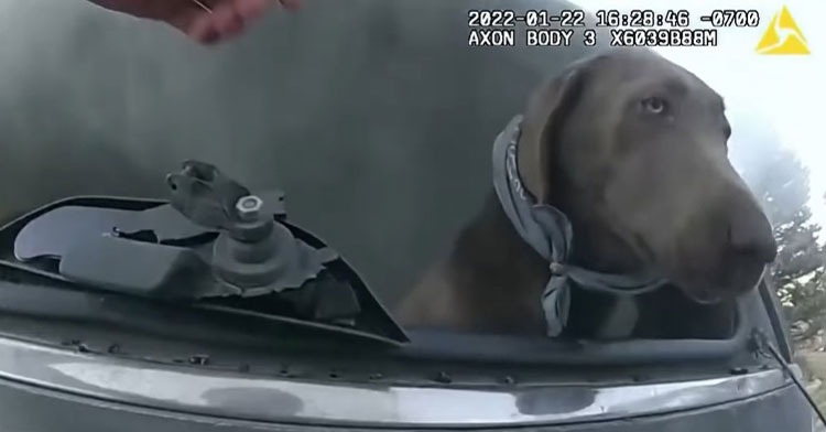 screenshot from bodycam footage of a colorado police officer rescuing a large brown dog named hank from a burning car who, at that moment, had his head sticking out of the broken rear windshield