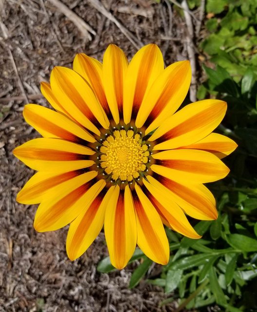 a symmetrical gazania flower from a top-down view