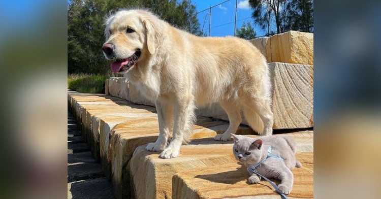 a golden retriever named horlicks and a small gray cat named hero resting outside as they look into the distance together