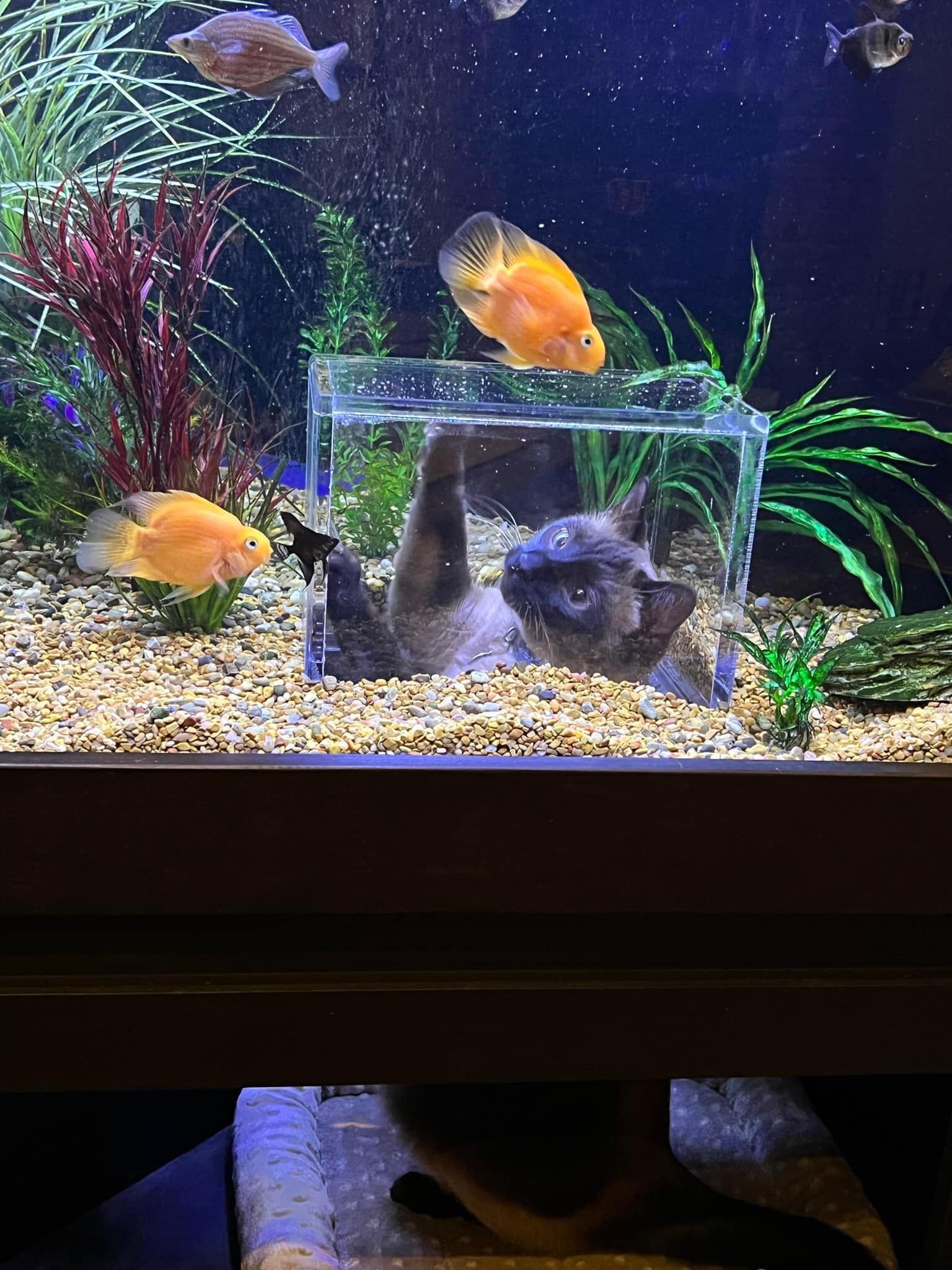 a siamese cat named jasper batting at fish inside of a tank while he's inside a cube shaped indention at the bottom of the tank