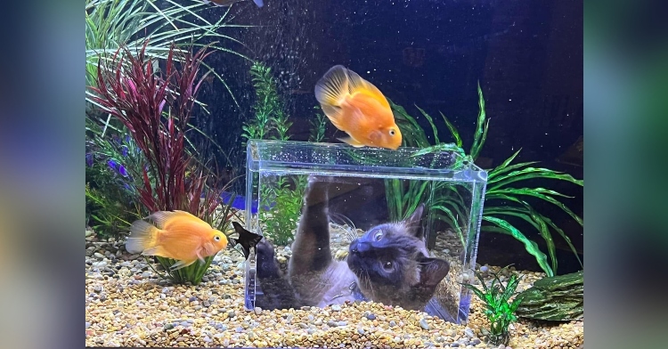 a siamese cat named jasper batting at fish inside of a tank while he's inside a cube shaped indention at the bottom of the tank