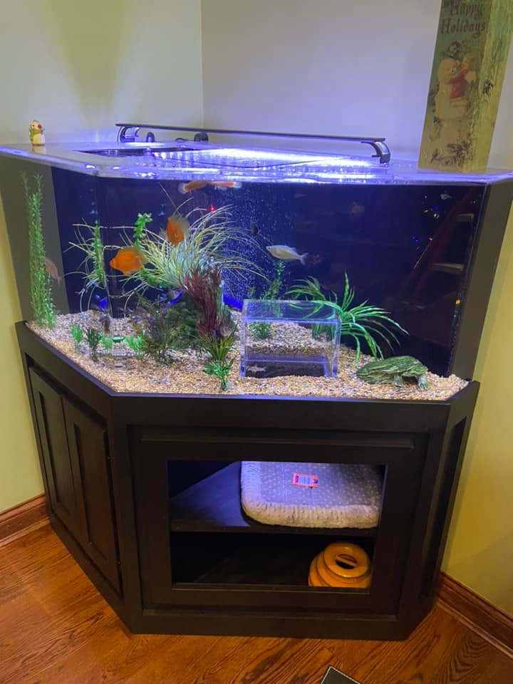a large fish tank with 125 pounds of saltwater, tropical fish, and a cube shaped indention at the botton with access for a cat to sit underneath and look at the fish