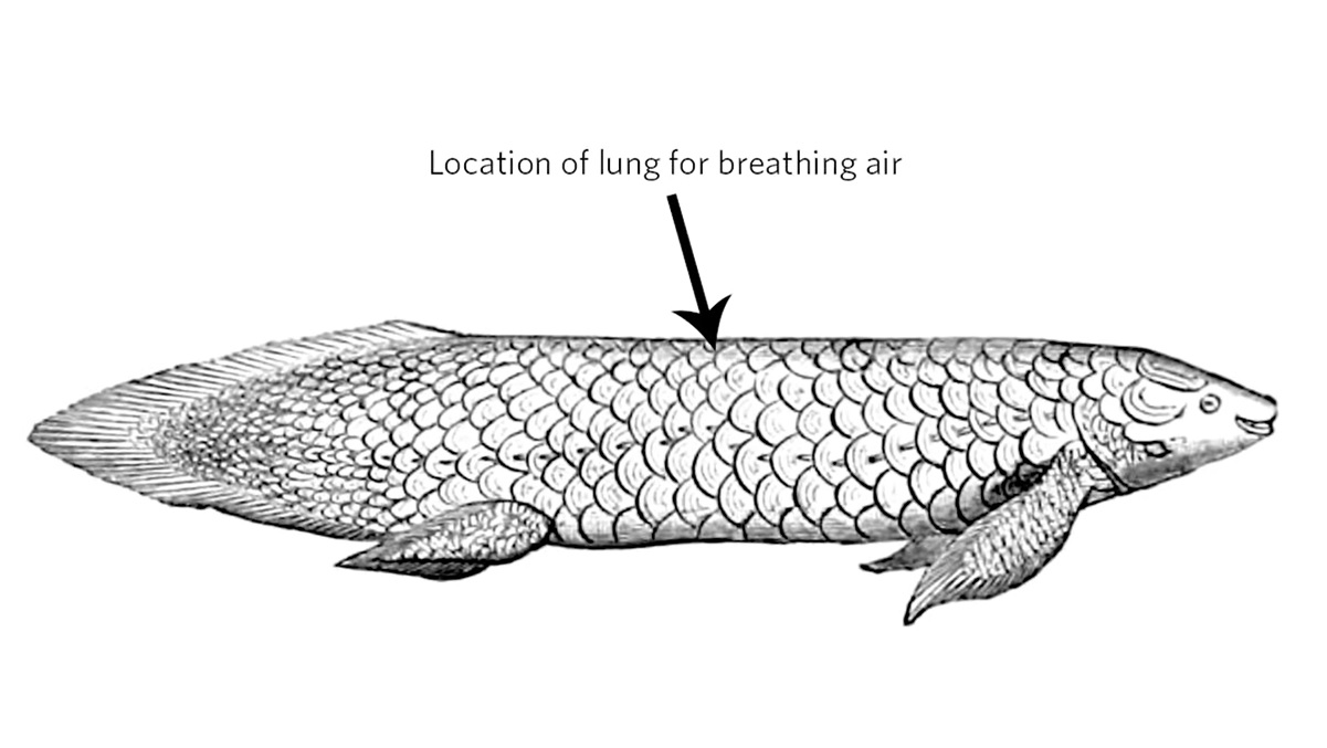 diagram of lungfish