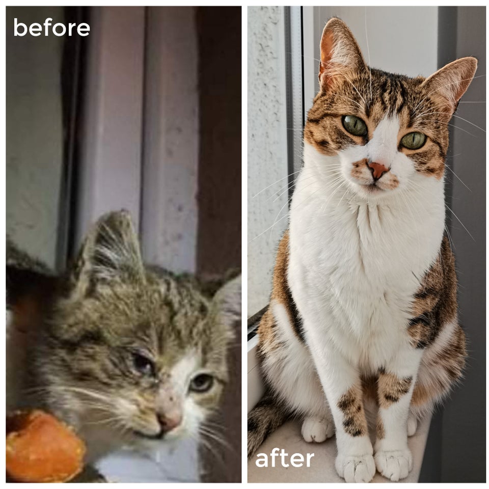 cat before and after adoption
