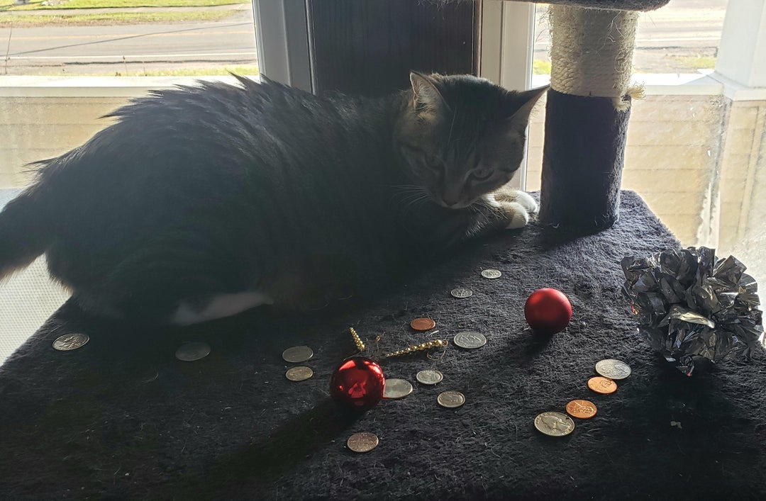 cat hoarding shiny coins