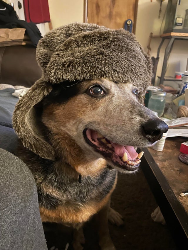 older beagle wearing hat