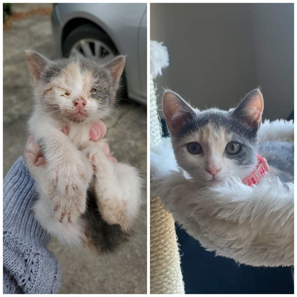 kitten before and after being rescued