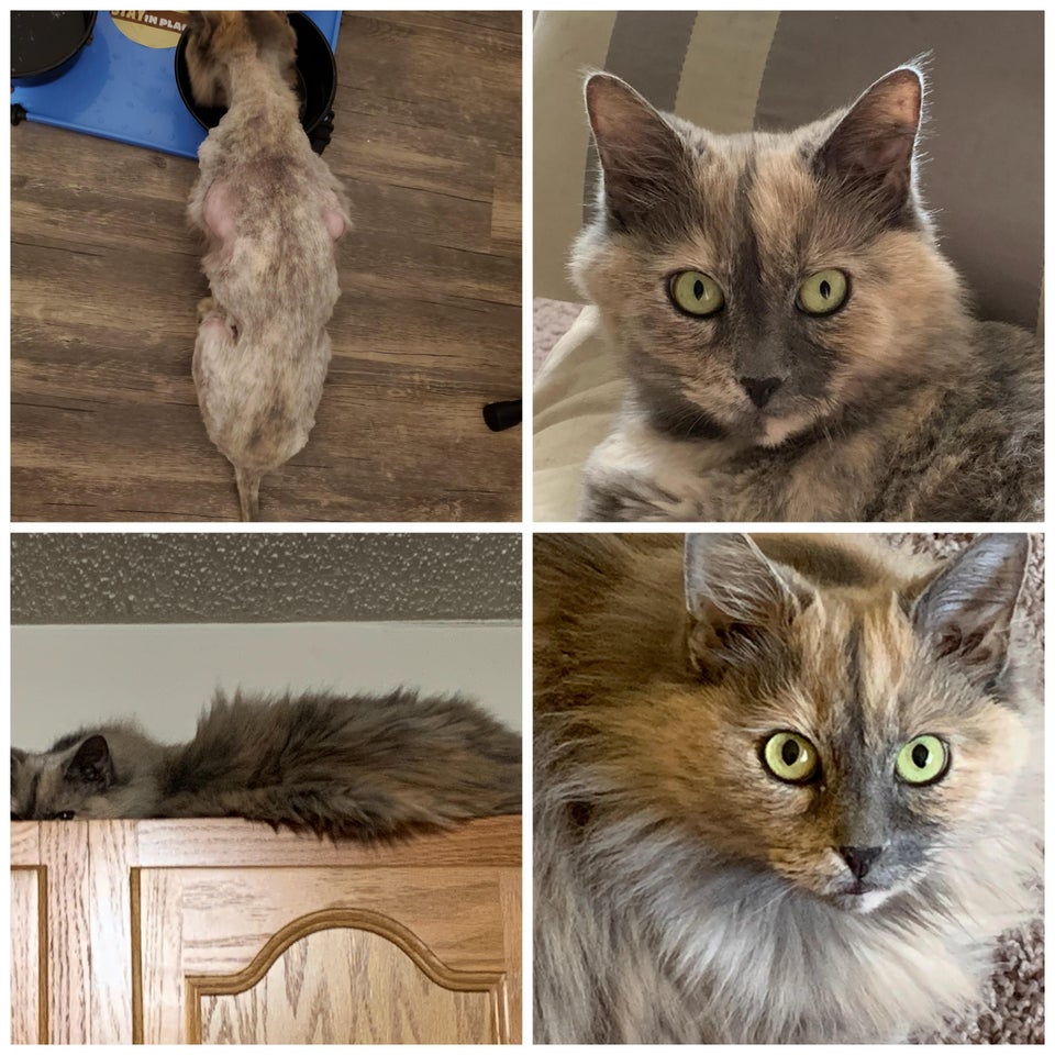fluffy cat before and after being rescued