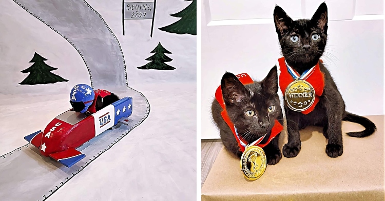 Kitten bobsled team