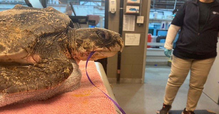 sea turtle with purple string in its mouth