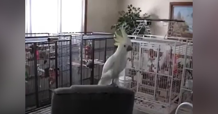 a cockatoo named snowball standing on the top of a couch a she dances to "another one bites the dust" by queen
