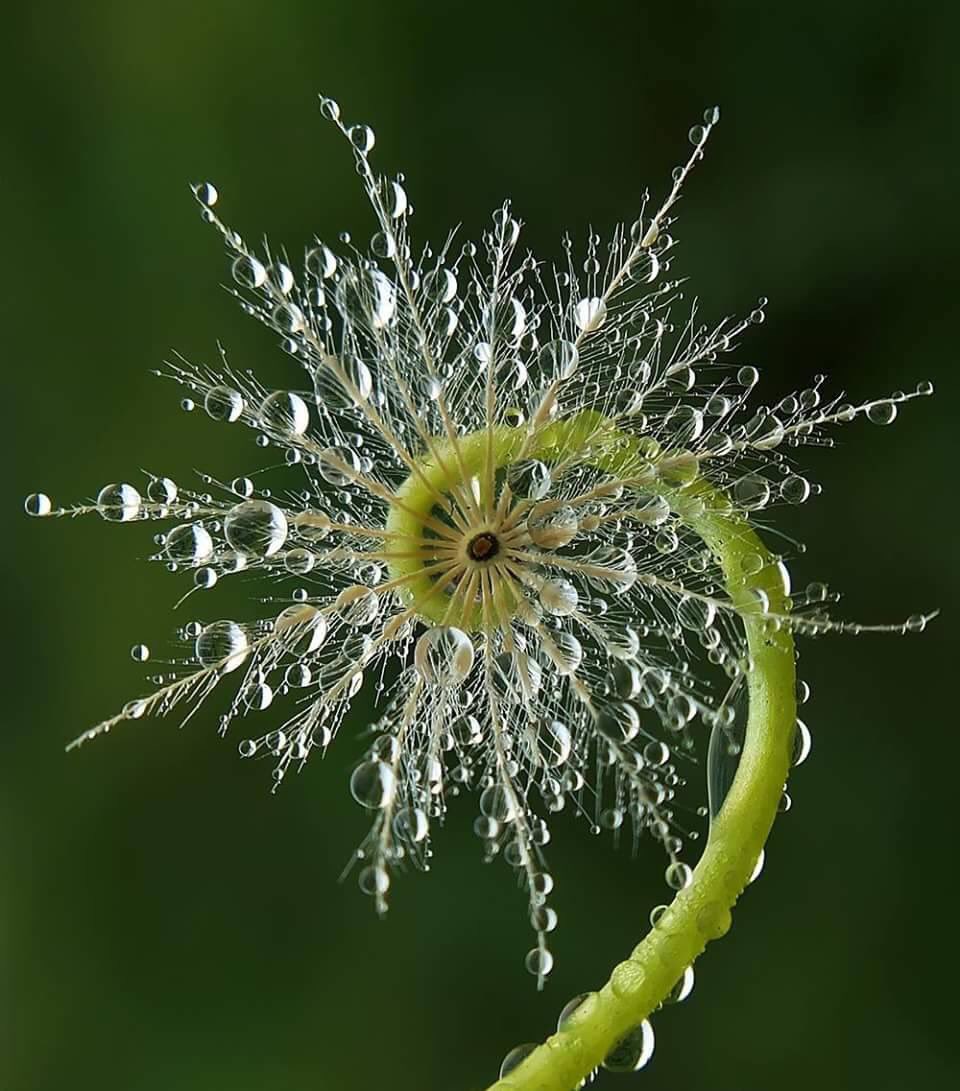 closeup of a swirling, symmetrical plant with water droplets