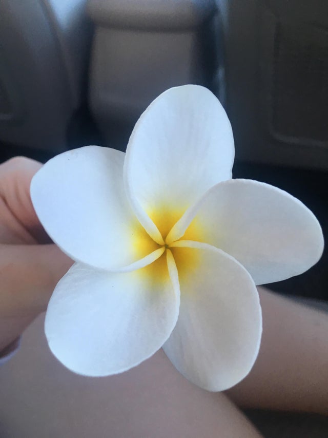 close-up of a white and yellow frangipani flower that someone is holding