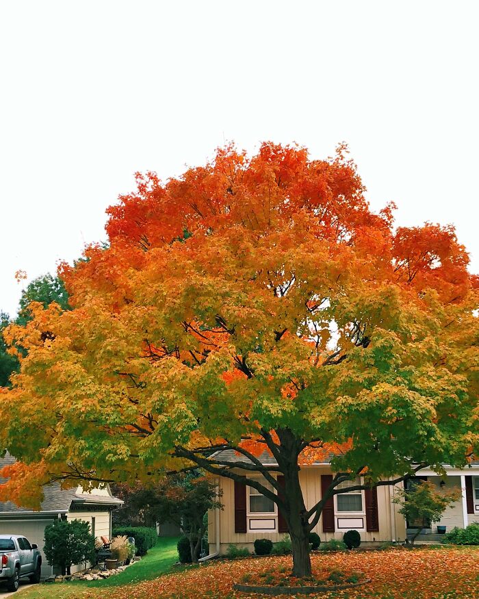 a large tree in someone's front yard with a gradient from a deep orange at the top all the way to shades of green at the bottom 