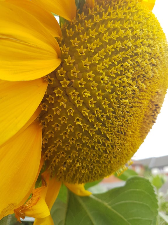 extreme closeup of a sunflower to where the small flowers that make up the overall flower are visible