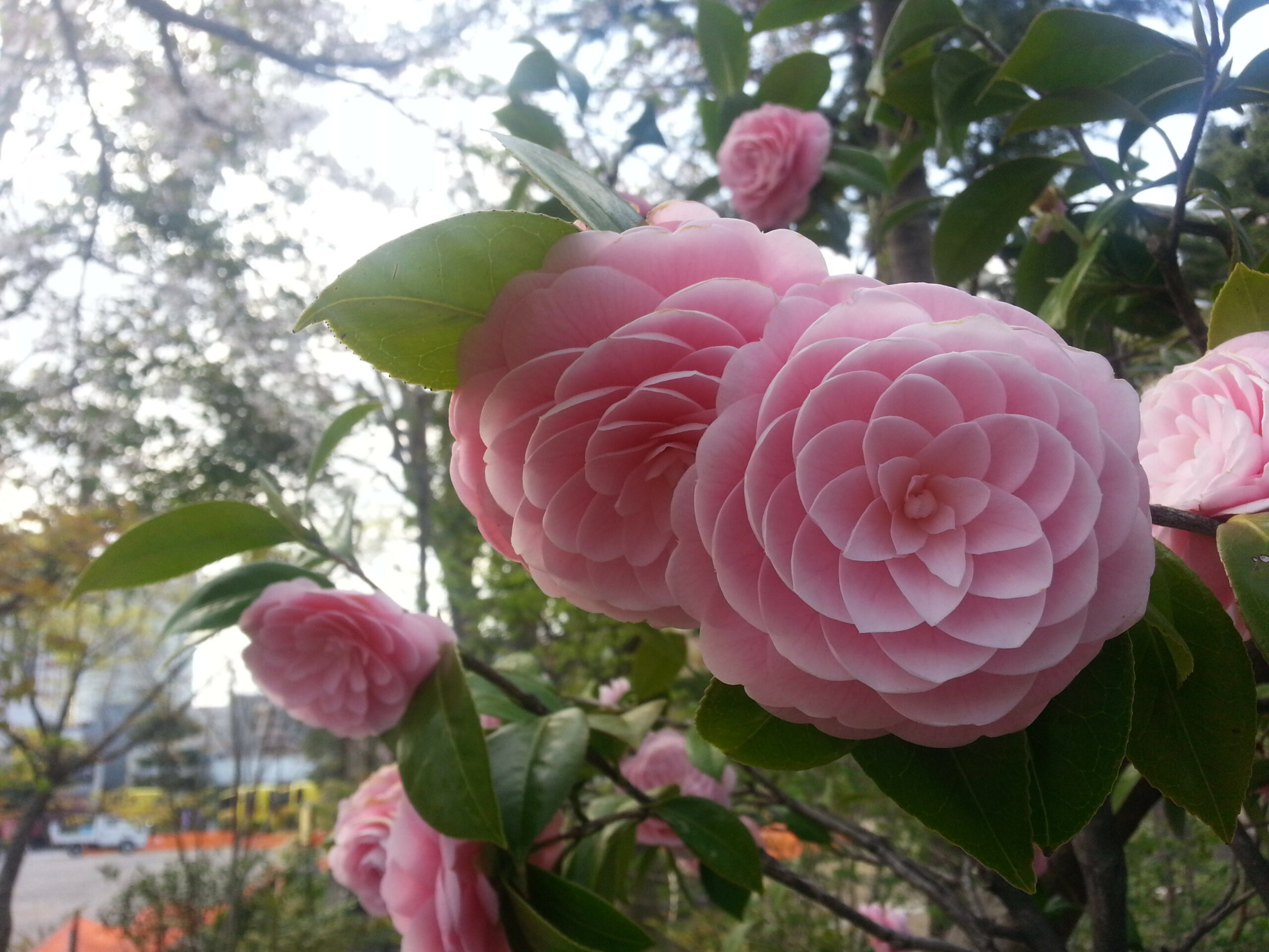 a bush of pink japanese camellias that are very symmetrical 
