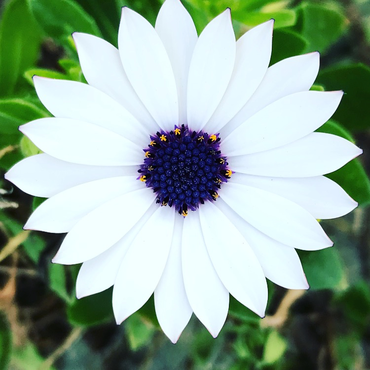 symmetrical white flower in the asteraceae family from a top-down view