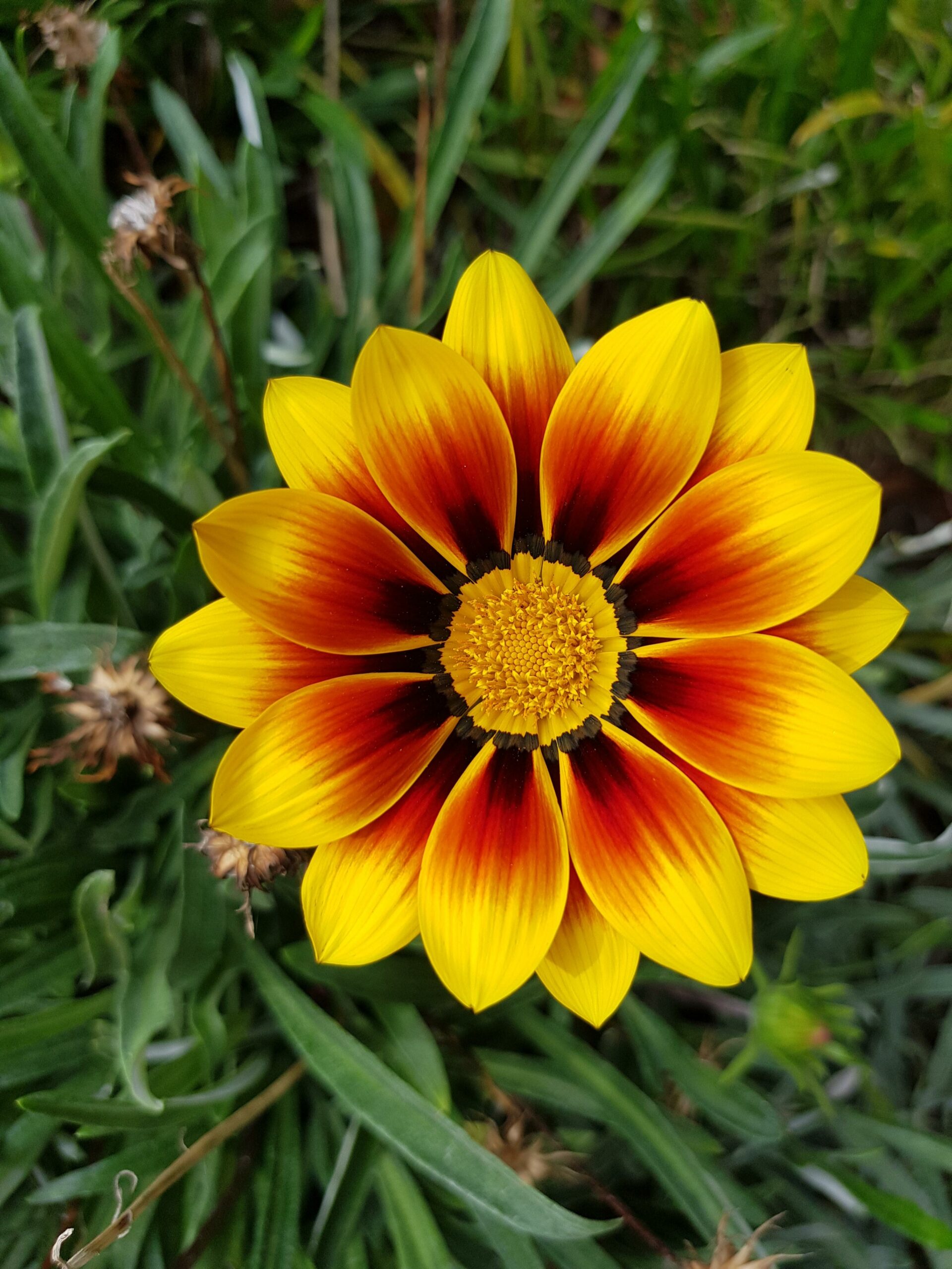 unedited yellow and red flower that's perfectly symmetrical 