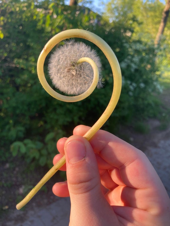 closeup of a dandelion with a stem that is twirled in a symmetrical way that is being held