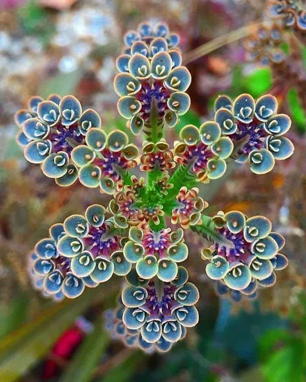 top-down view of a multi-colored kalanchoe succulent plant