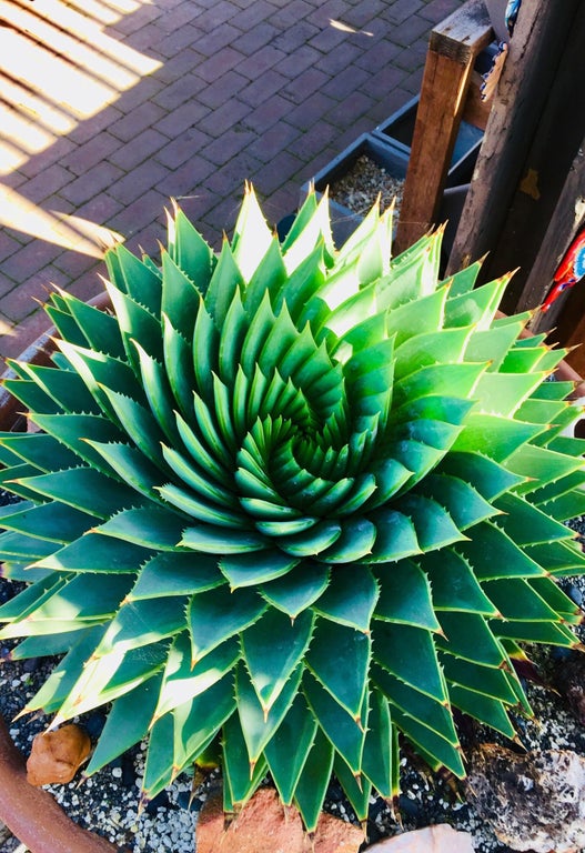 top-down view of an aloe polyphylla that is symmetrical