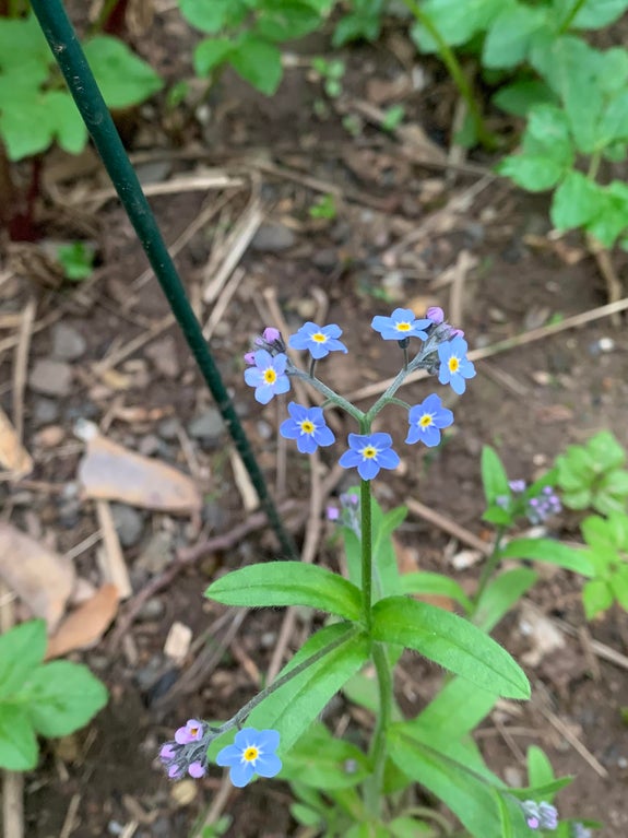 forget me not flower shaped like a heart