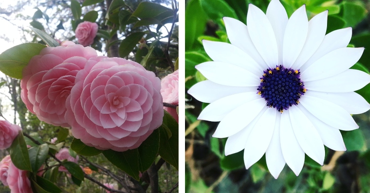 a bush of pink japanese camellias that are very symmetrical and a symmetrical white flower in the asteraceae family from a top-down view