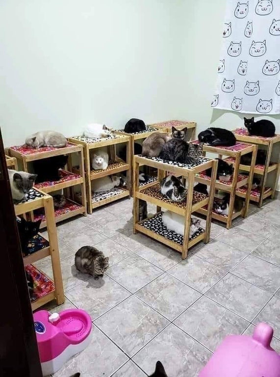 a room full of stray cats on multi-level beds in a barracks room of the turkish armed forces