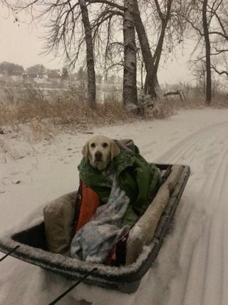 a large 13 year old dog named jax bundled in blankets as he's pulled on a sled in the snow